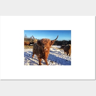 Scottish Highland Cattle Cow 1692 Posters and Art